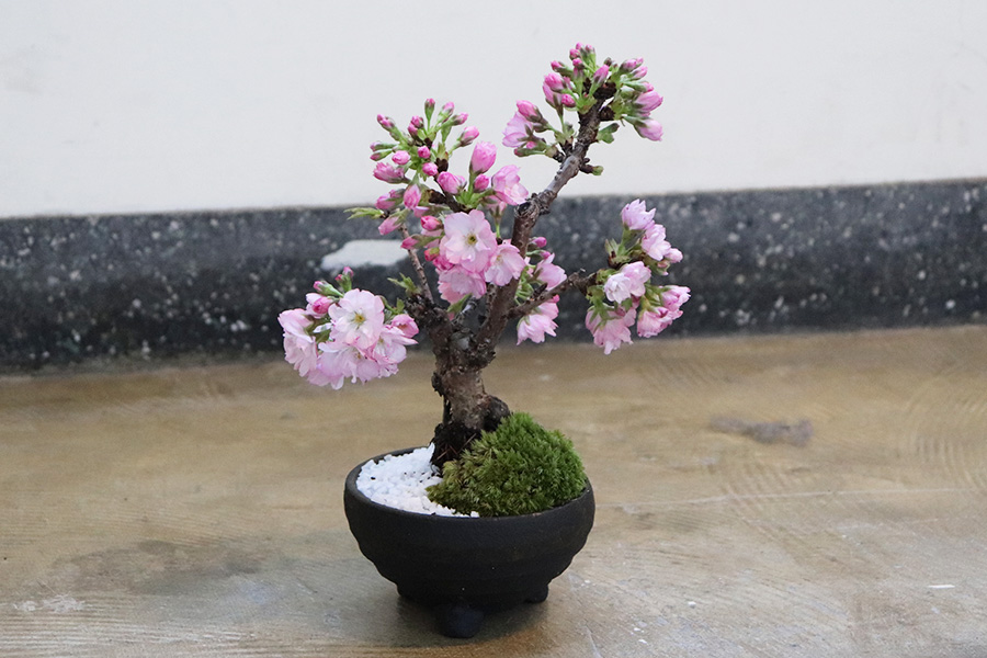 急上昇している桜盆栽。義母にウケが良いとか【写真：Hint-Pot編集部】