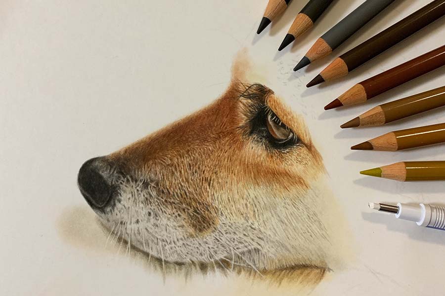 本物の柴犬かと思いきや 色鉛筆で描かれたイラストが すごすぎる と話題に Hint Pot 2