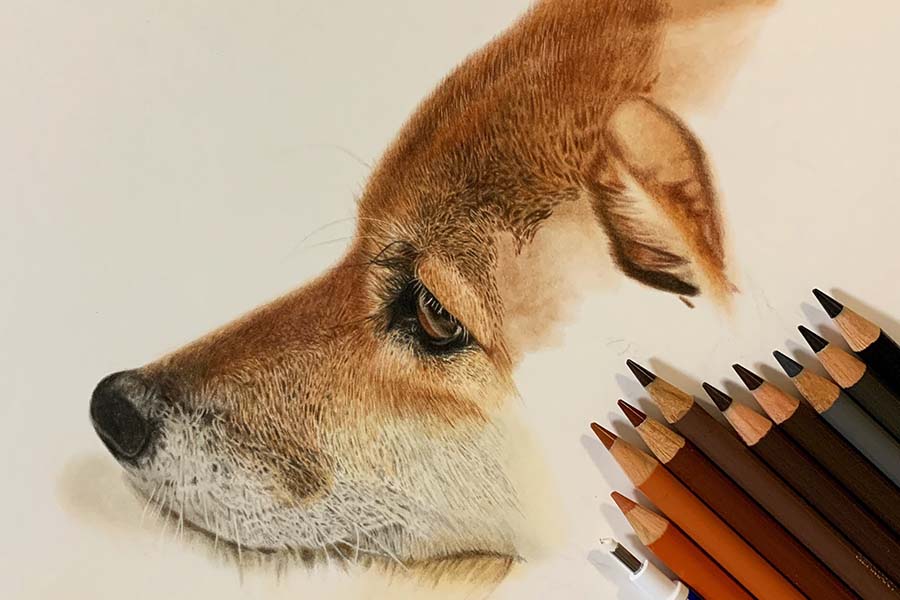 本物の柴犬かと思いきや 色鉛筆で描かれたイラストが すごすぎる と話題に Hint Pot 2