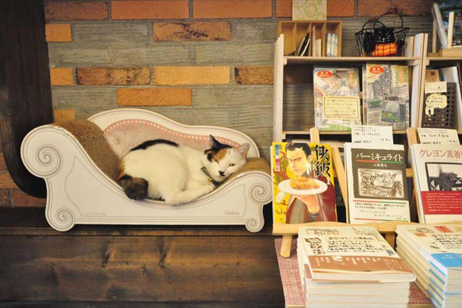 店内には本もたくさん。傍らで眠る「なつ先生」【写真：猫ねこ部】
