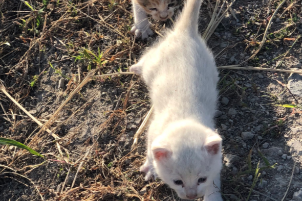 3匹の捨てねこをカラスから助けたら 一列でヨチヨチとついてくる姿が大反響 何この天使の行列 かわいすぎる Hint Pot