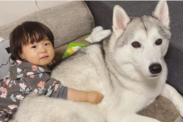 シベリアンハスキー犬が1歳児のおままごとに 付き合う 姿にほっこり 何回も見てられる Hint Pot