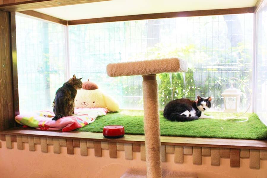 「東京ペットホーム」の内観。ねこが自由に過ごせる広い共有スペース【写真：猫ねこ部】