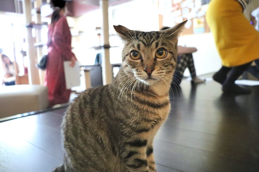 猫カフェ「ミーシス」にいるTNRを施された猫。右耳が桜の花びらのような形に【写真：Hint-Pot編集部】