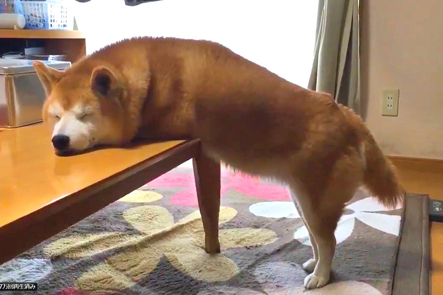 寝相が独特すぎる柴犬が話題 テーブルと一体化して熟睡中 姿勢が良いのか悪いのかわからない Hint Pot