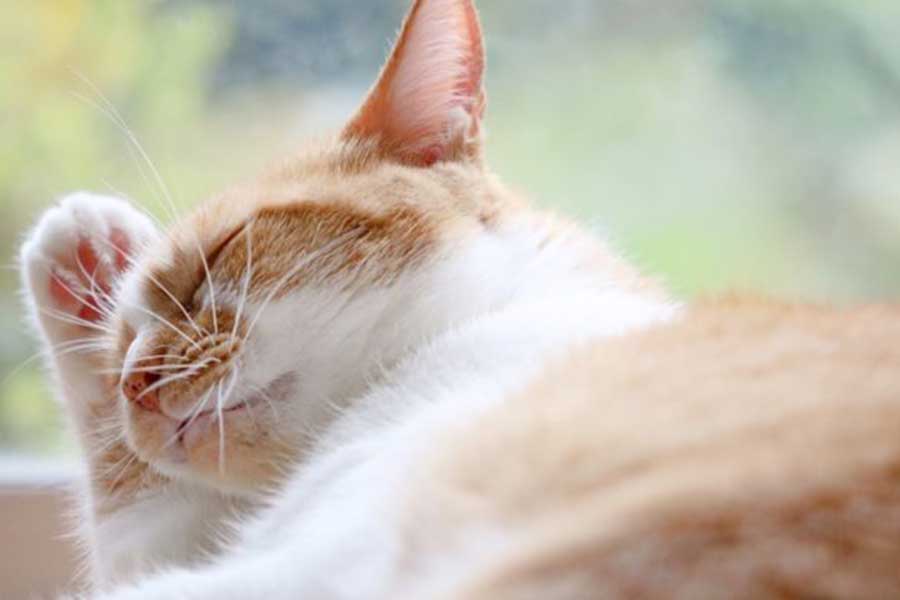 猫も発症する「フィラリア症」は命にかかわる重篤な感染症（写真はイメージ）【写真：株式会社エトレ】