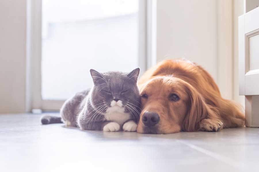 最後の瞬間もそばに…ある猫と犬の絆が米国で話題（写真はイメージ）【写真：写真AC】