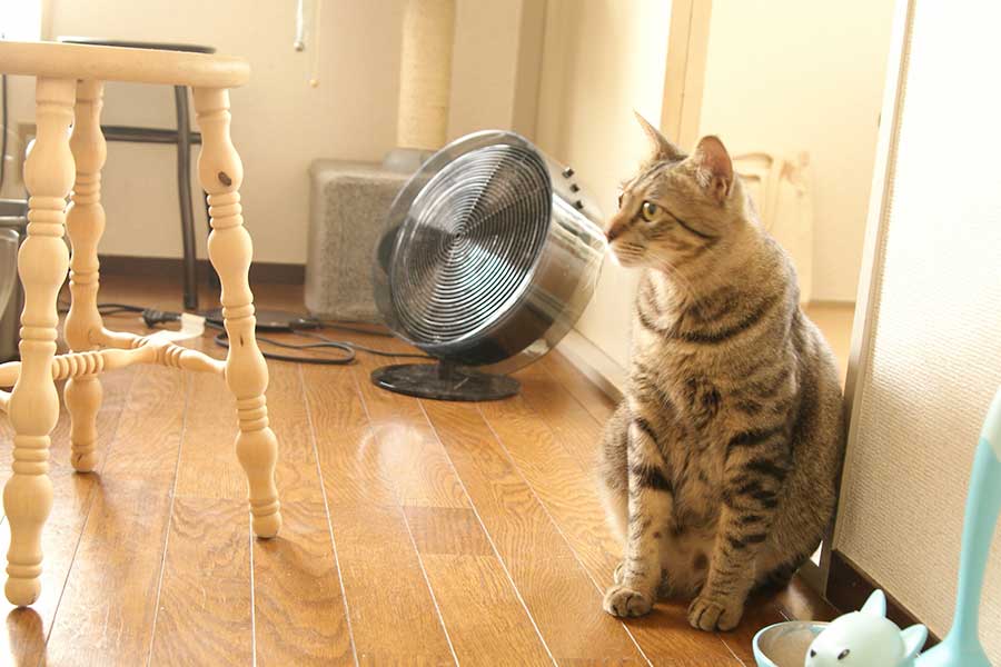 冷房が苦手な猫は意外と多い（写真はイメージ）【写真：写真AC】