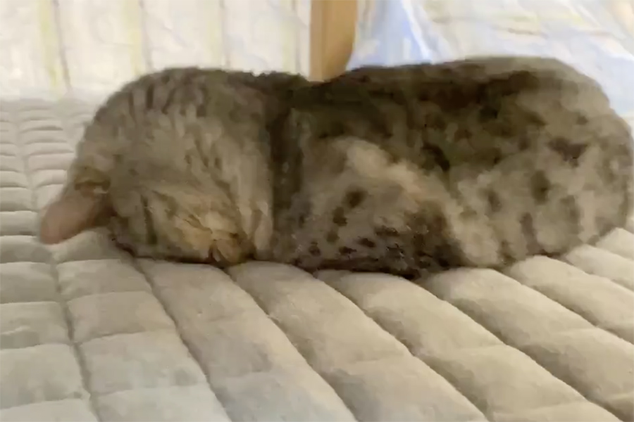 動画のワンシーン。“ごめん寝”を披露する「ごましお」くん【画像提供：猫のさばみそ＆ごましお（@SabamisoCat）さん】