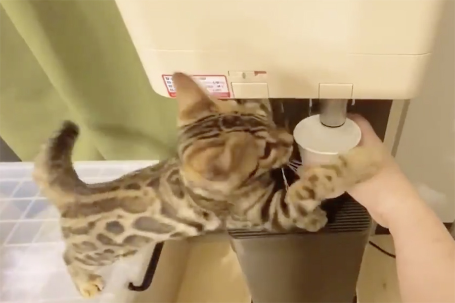 動画のワンシーン。水を“横取り”する「かつき」くん【画像提供：ベンガル猫のかつきと人間のよしまつ（@rFfSIsl1TH5QAw8）さん】