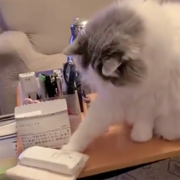 動画のワンシーン。リモコンで遊ぶ「レオ」くん【画像提供：みやび＆二匹の猫たち（@miyabitoneko）さん】