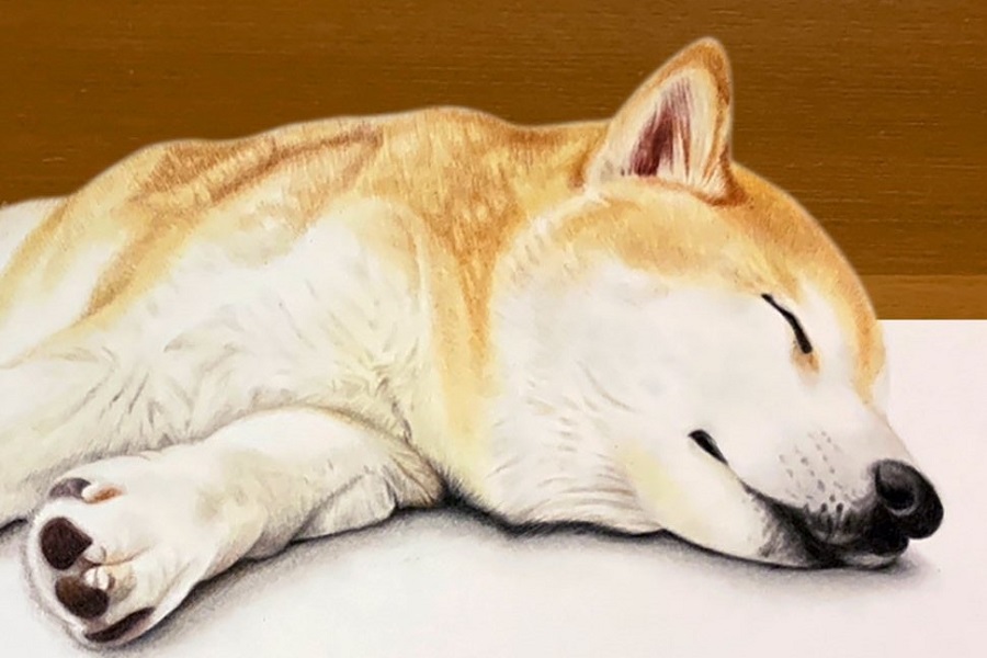 きれいな顔して眠る柴犬 嘘みたいだろ と言いたくなるリアルな色鉛筆画に称賛の声 絵 これは本物でしょ Hint Pot