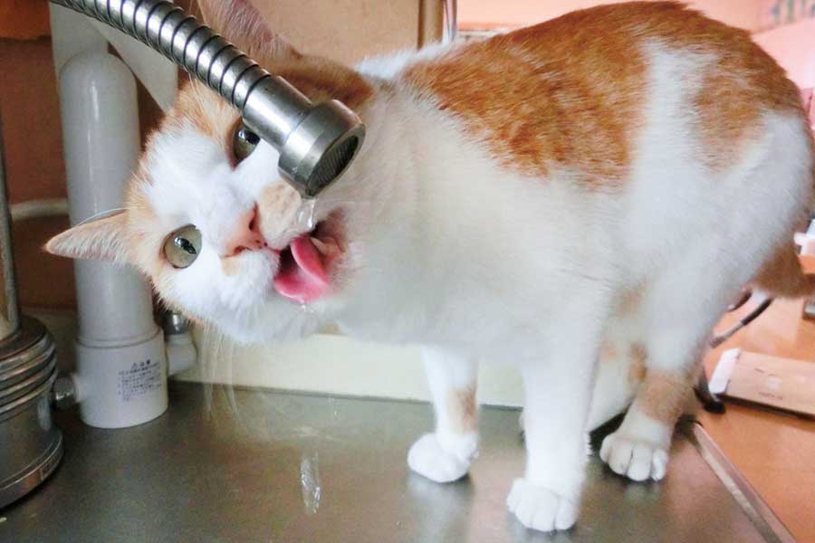 水を飲まない猫には、流水を与えるなども1つの手（写真はイメージ）【写真：写真AC】