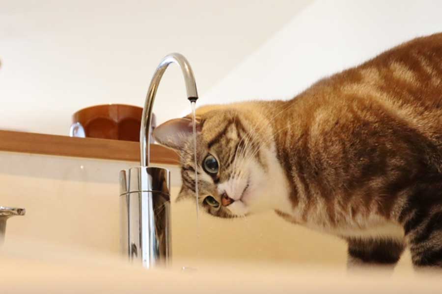 猫は新鮮な水が好き！　しかし硬水は厳禁（写真はイメージ）【写真：写真AC】