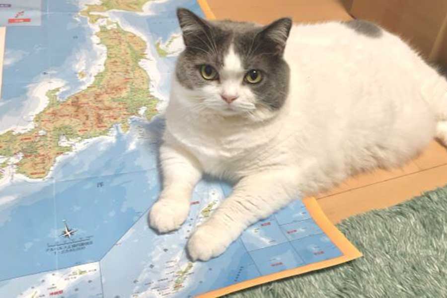 「ここ奄美群島にゃ」　地図が大好きなトムくん【写真提供：県道92号（@Kendo92go）さん】