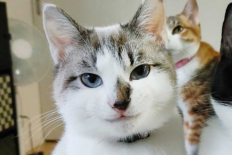 元保護ねこがスマイル まるで王子様のような微笑が話題に めっちゃイケメン Hint Pot 元保護ねこがスマイル まるで王子様のような微笑が話題に めっちゃイケメン Hint Pot
