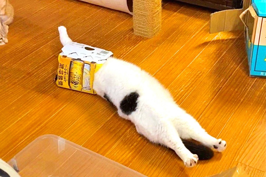 謎すぎるリラックス法を堪能する丸之助くん【写真提供：猫のお母さん 山の猫達（@yamanoneko_23）】