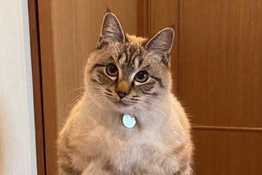 月に座るネコ　ピンクオパール置物　素敵な逸品 月に座るネコピンクオパール置物素敵な逸品