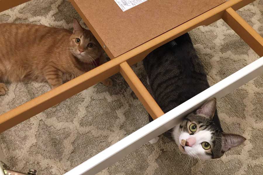 猫がぬいぐるみを連れて行ったのは こたつの中で優しく寝かしつける姿に かわいすぎる 癒やしです ねとらぼ