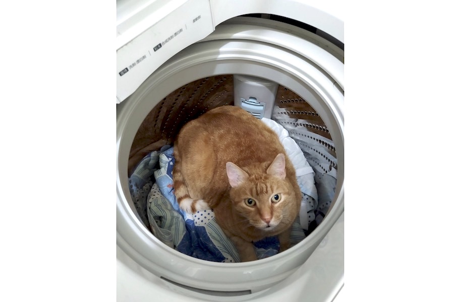 洗濯機に隠れたマメくん。飼い主さんの心配もどこ吹く風？【写真提供：きくこ（@u6dlcmZ5okfwVN1）さん】