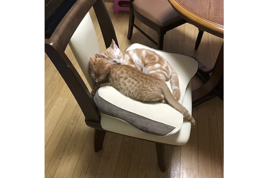 薄虎くん（奥）と濃虎くんが仲良く椅子の上で寝ている様子。2匹はとっても幸せそう【写真提供：ぷー（じゃんぐる堂）（@pooh_hekokiya）さん】