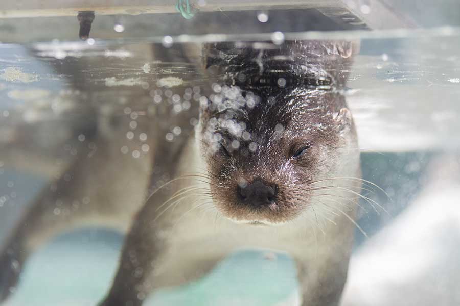 水に浮かぶカワウソに3万人ドキリ 涼しげなお昼寝動画が大反響 生きてます Hint Pot