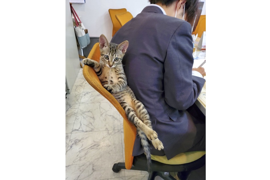 何とも個性的な座り方を見せる“仕事中”のイチタくん【写真提供：猫がいる不動産ユーエルネット江坂店（@Ulnet_222）】