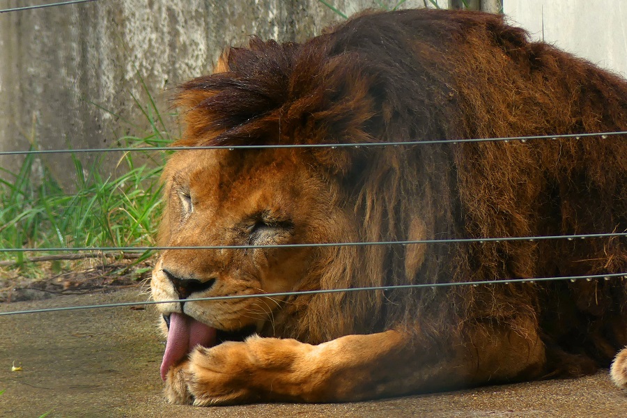 ライオンのキングくん【写真提供：盛岡市動物公園ZOOMO（@moriokazoo）】