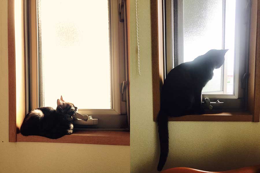 飼い主さんの自宅窓際で撮影。子ねこの頃（左）はハンドルの上にアゴをのせてお昼寝していましたが、大きくなった今（右）では座るのがやっとになってしまったそう【写真提供：みーさま（@zuki_nyanko）さん】