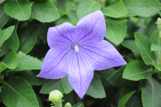 五角形の紫の花が代表的なキキョウ（写真はイメージ）【写真：写真AC】