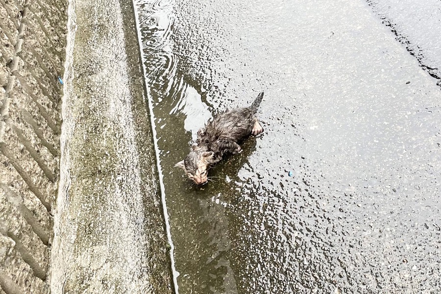 発見時、ずぶ濡れになって道端に倒れていたあめちゃん【写真提供：落ち猫あめちゃん（@ochinekoame）さん】