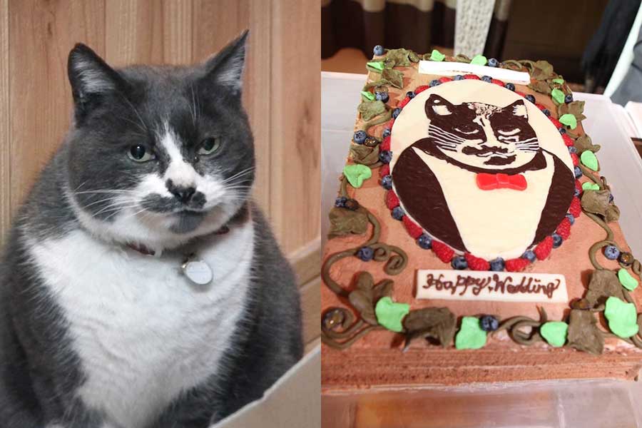自身の結婚披露宴のために発注した「ねこケーキ」が話題に【写真提供：サイガ@下手の猫好き（@johndog_saiga）さん】