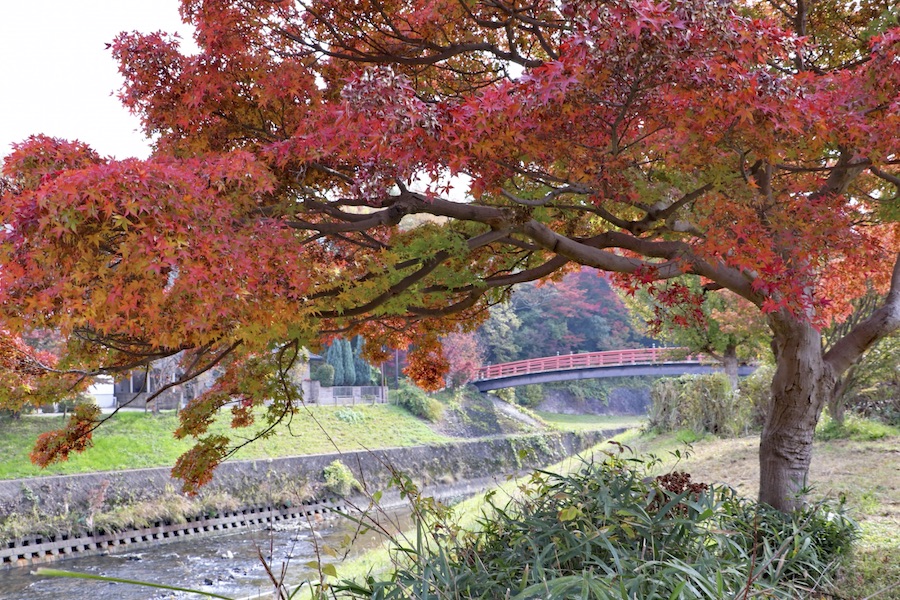 奈良県の竜田川の紅葉（写真はイメージ）【写真：写真AC】