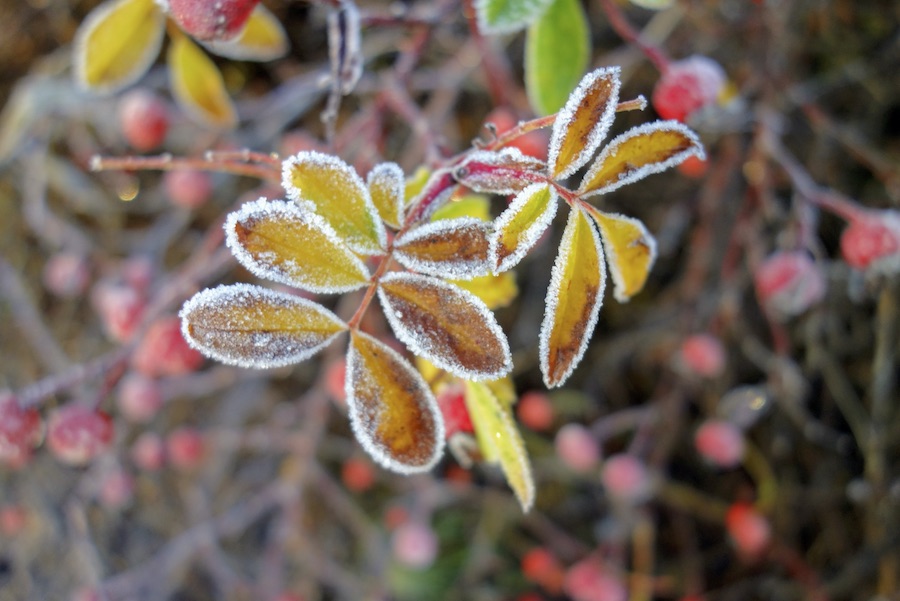 霜が降りた葉（写真はイメージ）【写真：写真AC】