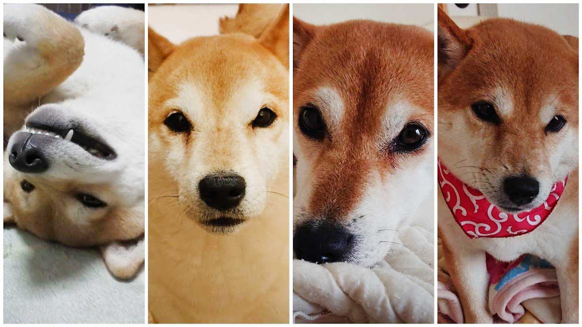 かわいい柴犬の一家。（左から）胡桃ちゃん、漣くん、柚ちゃん、鈴ちゃん【写真提供：柴犬一家（@Sibainuikka）さん】