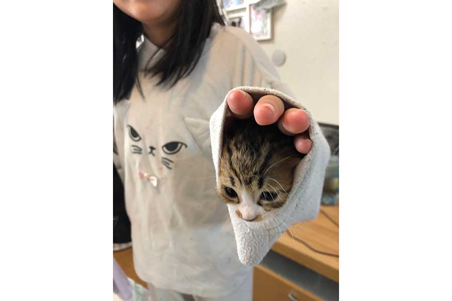 飼い主さんの娘が着たパジャマの袖の中に収まるもずくくん【写真提供：もずく＆こんぶ（保護猫・姉弟）（@mozukon_xiaomao）さん】