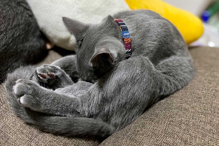 見事な“猫背”の長座スタイルで眠るカイくん【写真提供：月と鷹（@luna7taka9）さん】