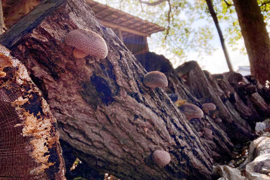 原木シイタケは丸太の表面360度からポコポコ頭を出す【写真：こばやしなつみ】