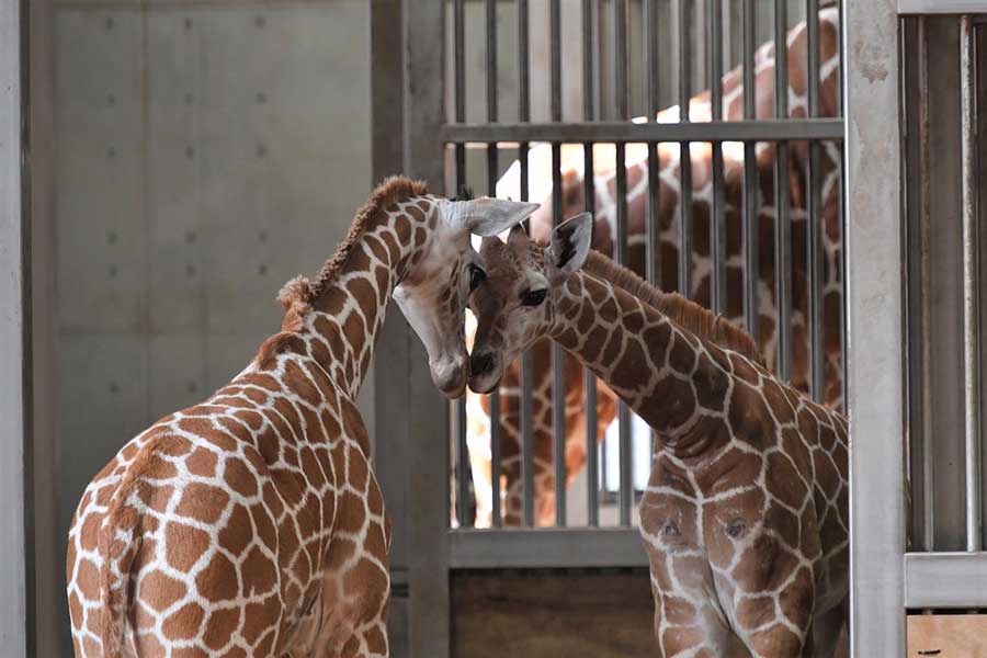 顔を寄せ合う（左から）カナトとエレン【写真提供：よこはま動物園ズーラシア】