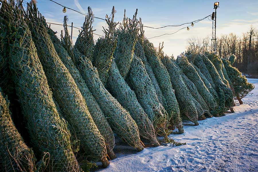 カナダの生木クリスマスツリー。さすがにビッグサイズ！【写真：Getty Images】
