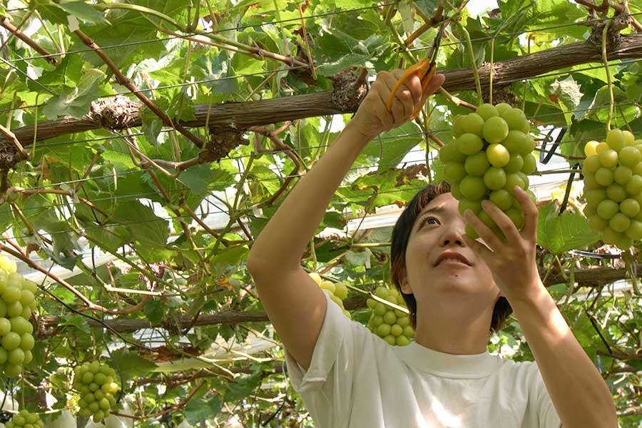 島根県益田市の「竹内ぶどう園」でシャインマスカットの収穫や袋詰め、パック詰めなどのお手伝いをする「おてつたび」参加者【写真：おてつたび】