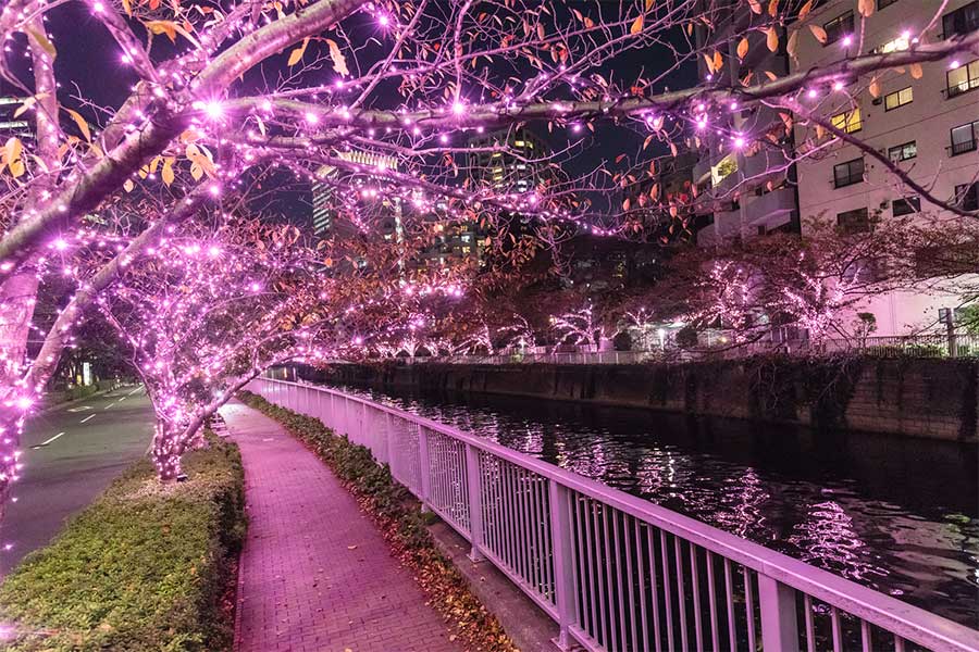 目黒川沿いでは「冬の桜」に見立てたピンク色のイルミネーションが輝いている