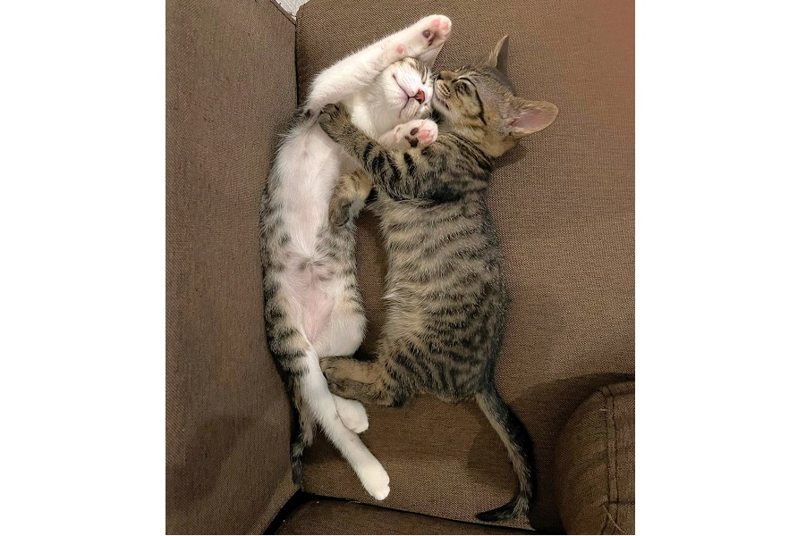 抱き合って眠る（左から）ナンナンくんとマヨくん【写真提供：まよなん（@mynn0706）さん】