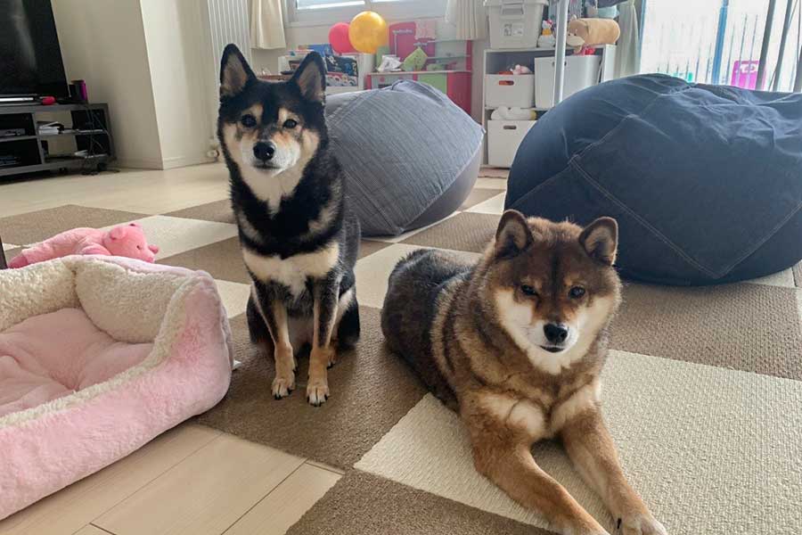 同居犬のあずきちゃん（左）と花ちゃん【写真提供：あずはな@柴犬（@shibainu_hanazu）さん】