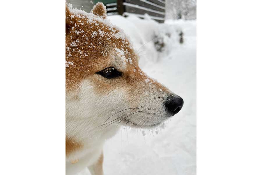 まつ毛にも雪が。雪の中で遊びうれしそうなハルちゃん【写真提供：柴犬ハル（@shibaharu_）さん】
