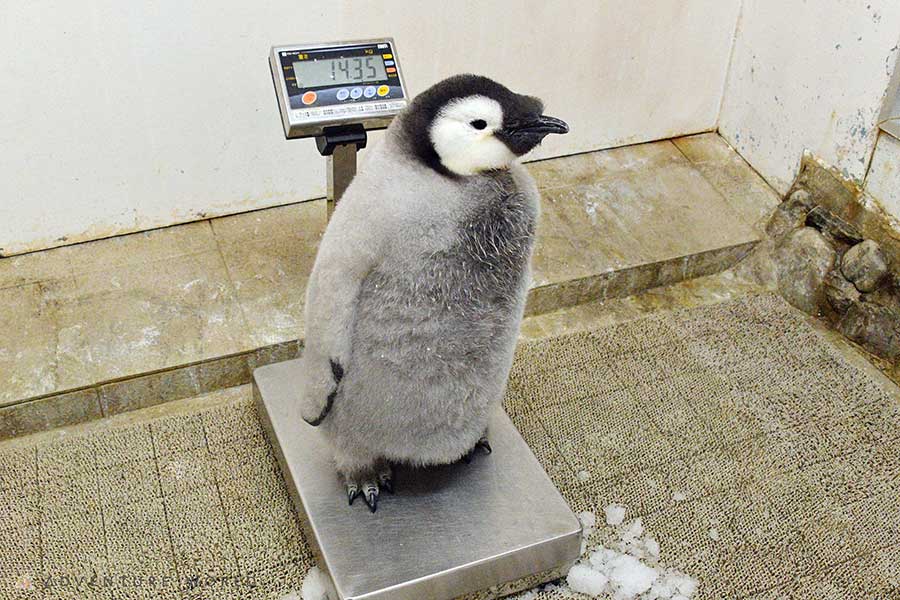 10月に生まれたばかりのエンペラーペンギンの赤ちゃん【写真提供：アドベンチャーワールド】