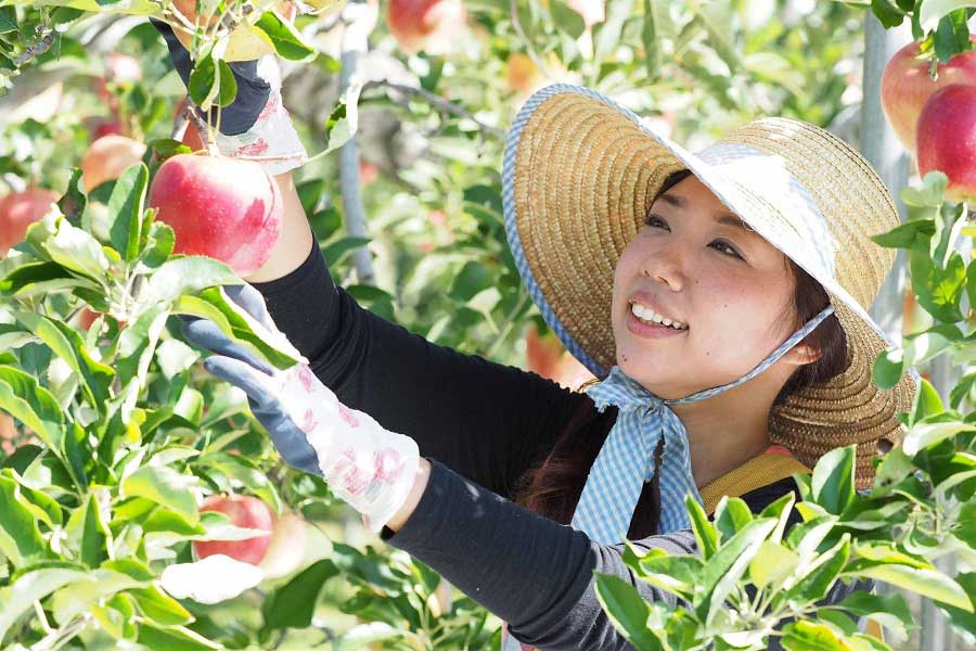 果樹園でリンゴの収穫作業をする景井愛実さん【写真提供：景井愛実】
