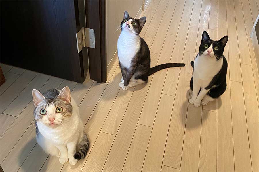 えだまめさんの3匹の愛猫。左からとうふちゃん、もやしくん、くろまめちゃん【写真提供：くろまめ＆とうふ＆もやし@猫姉弟（@kuromame_touhu）さん】