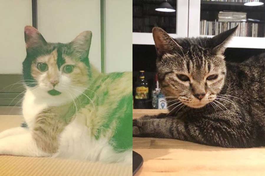 キムラさんの愛猫・うんにちゃん（左）となあるくん（画像はスクリーンショット）