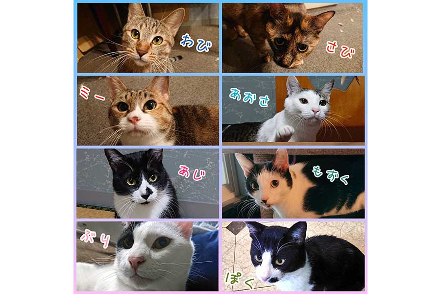 飼い主さんの8匹の愛猫たち【写真提供：えんがわ（@engawaaaaaaa）さん】